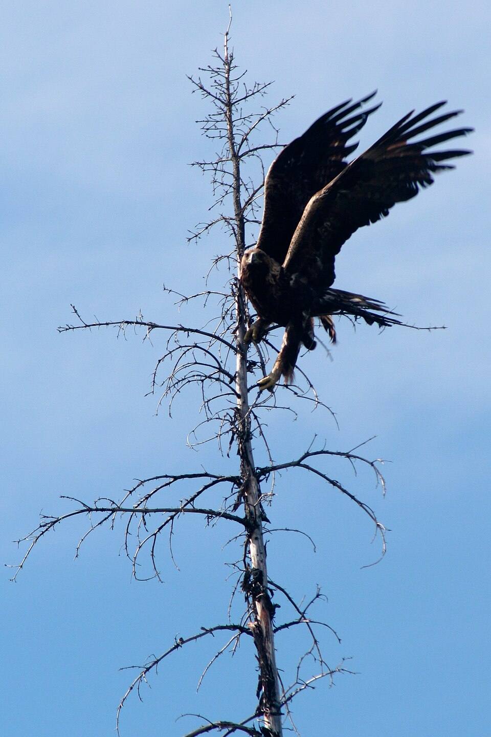 Aquila reale