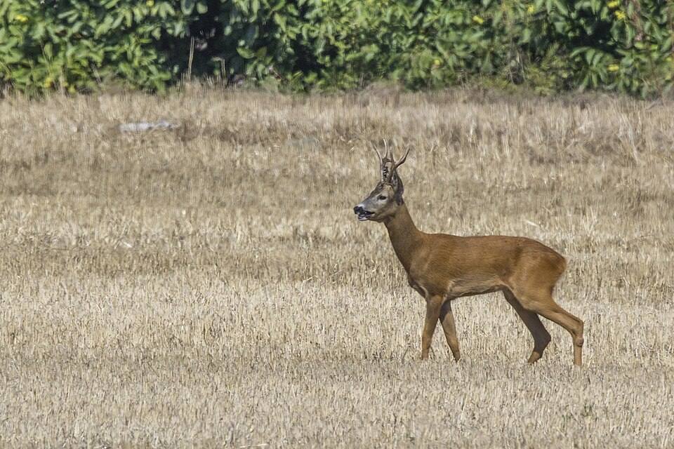 Capriolo