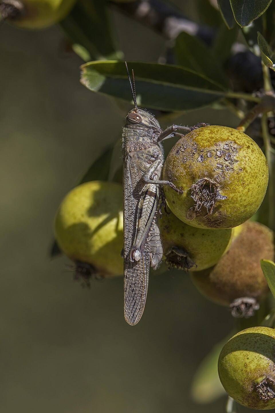 Cavalletta egiziana