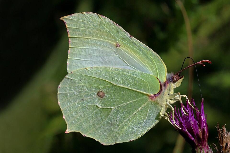 Cedronella
