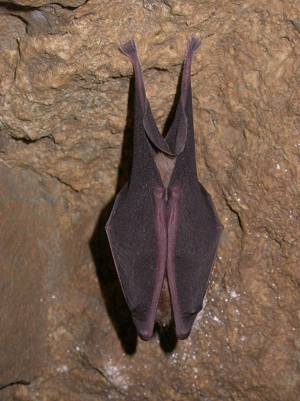 Chirotteri cavernicoli