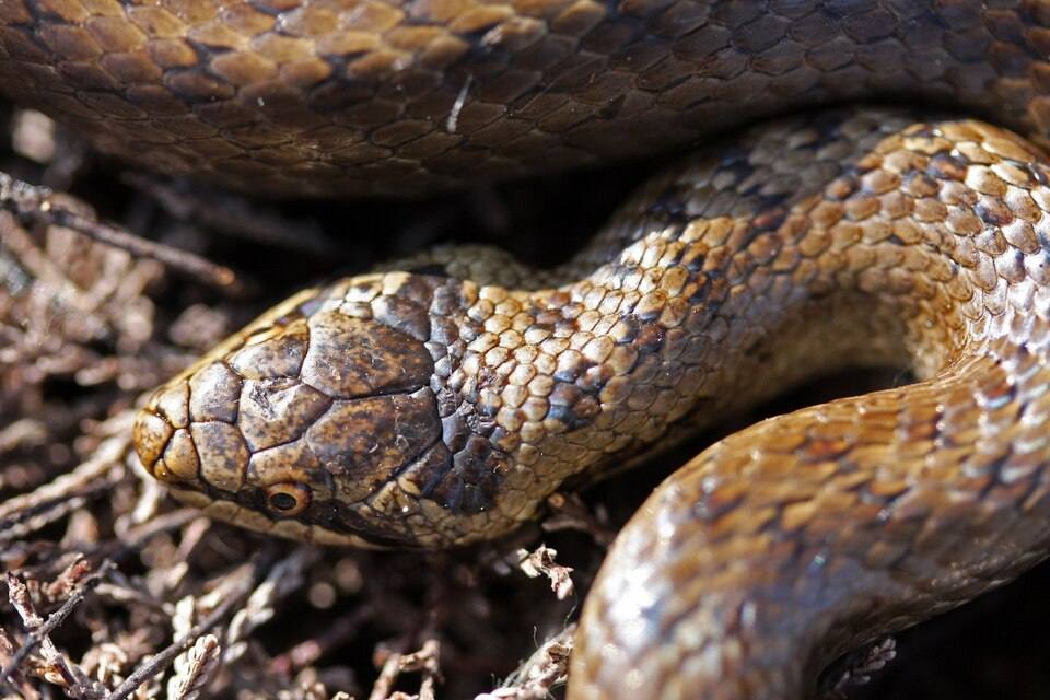 Colubro liscio