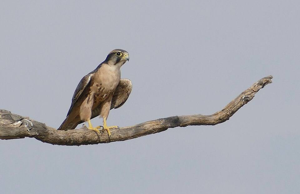 Falco lanario