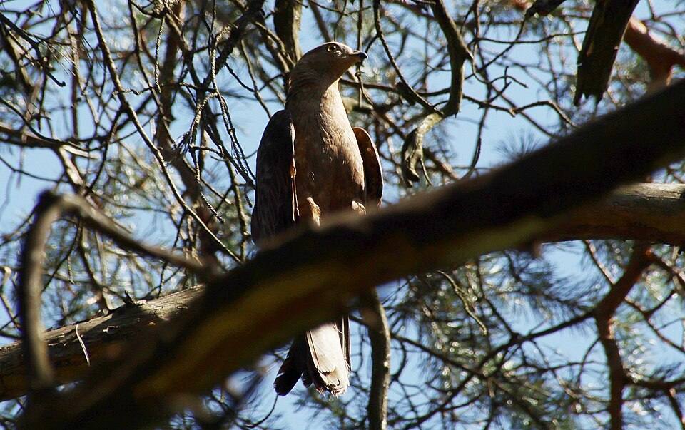 Falco pecchiaiolo