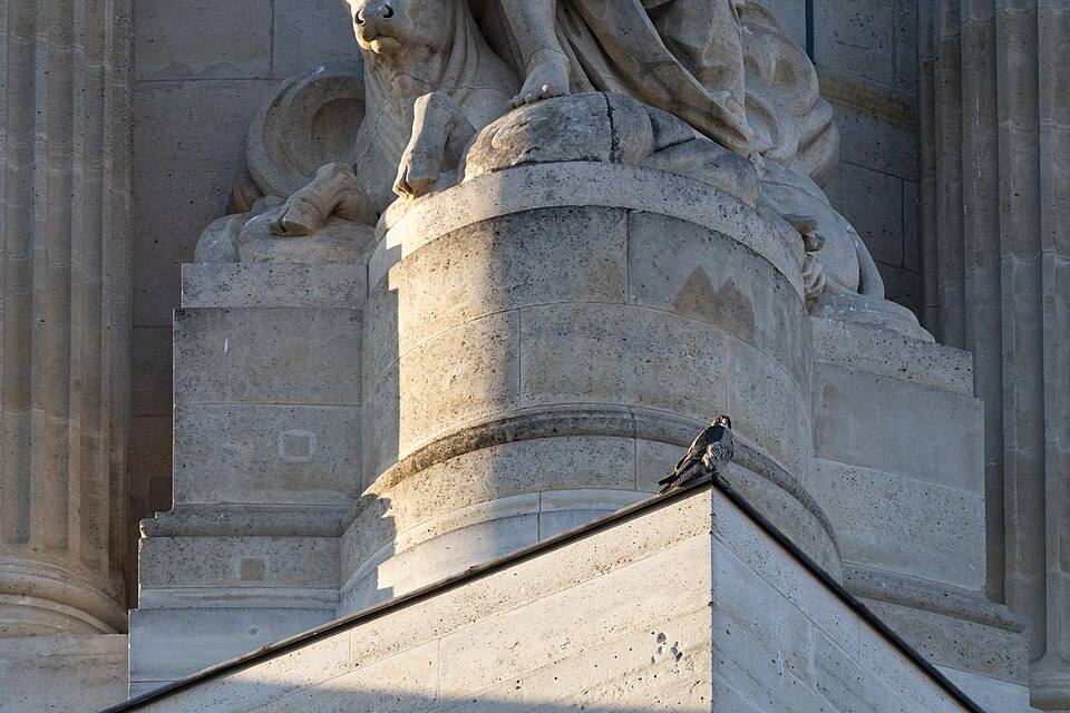 Falco pellegrino