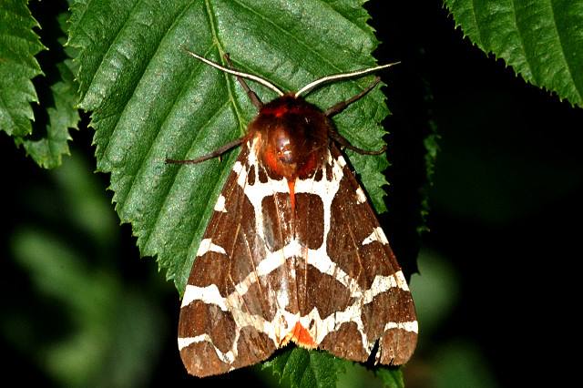 Falena orsa