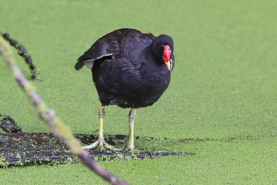 Gallinella d'acqua