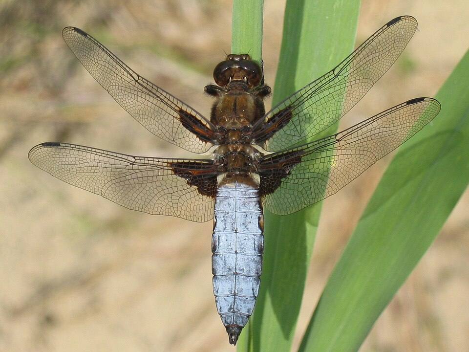 Libellule