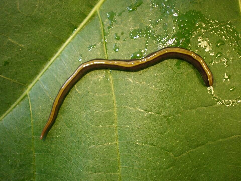 Planaria terrestre alloctona