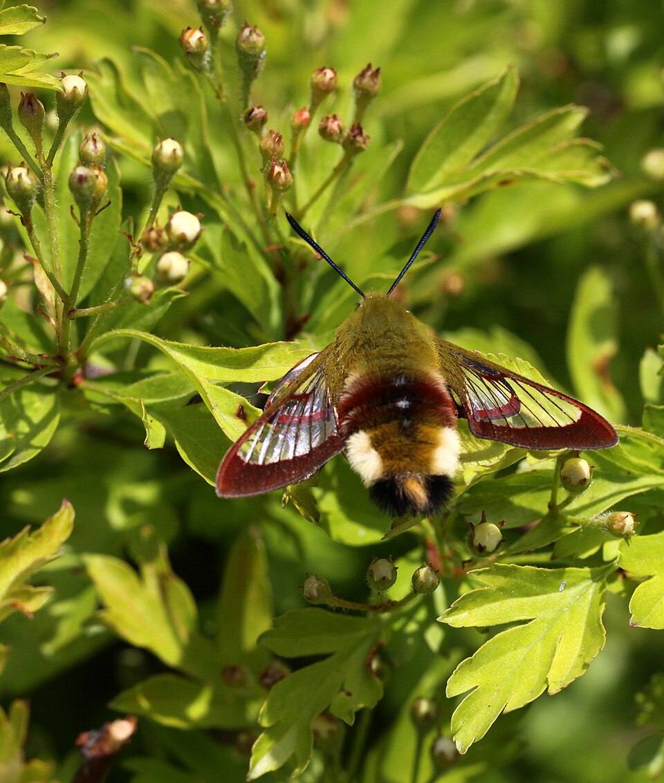 Sfinge colibrì