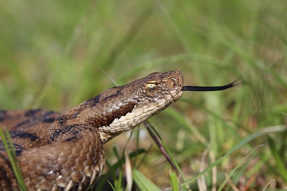 Vipera comune