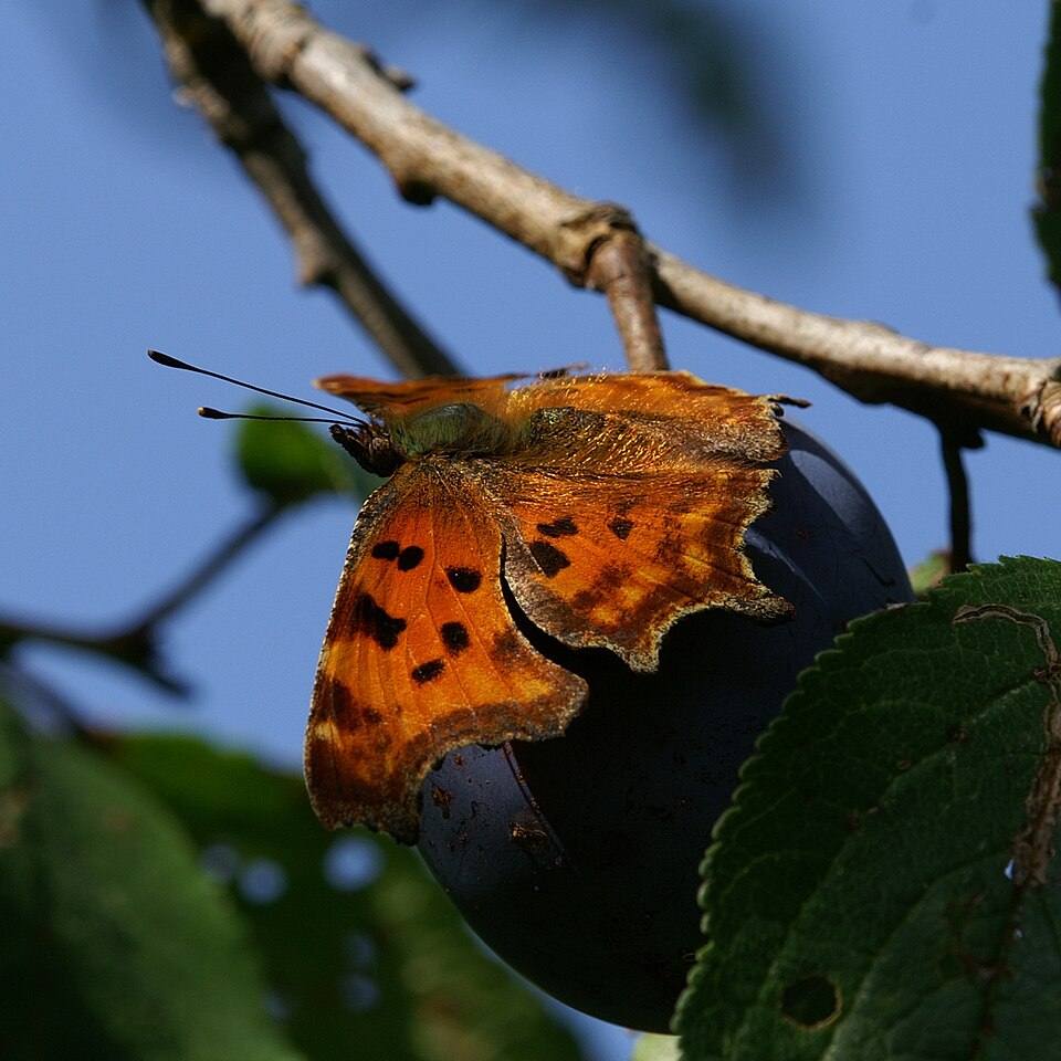 Vulcano c-bianco
