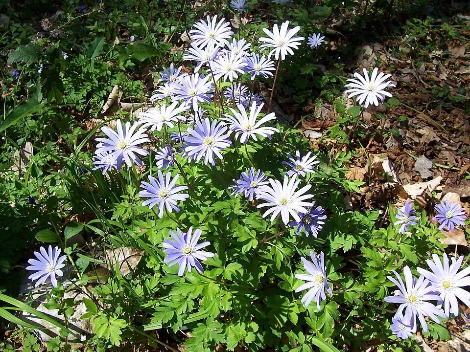 Anemone appenninico