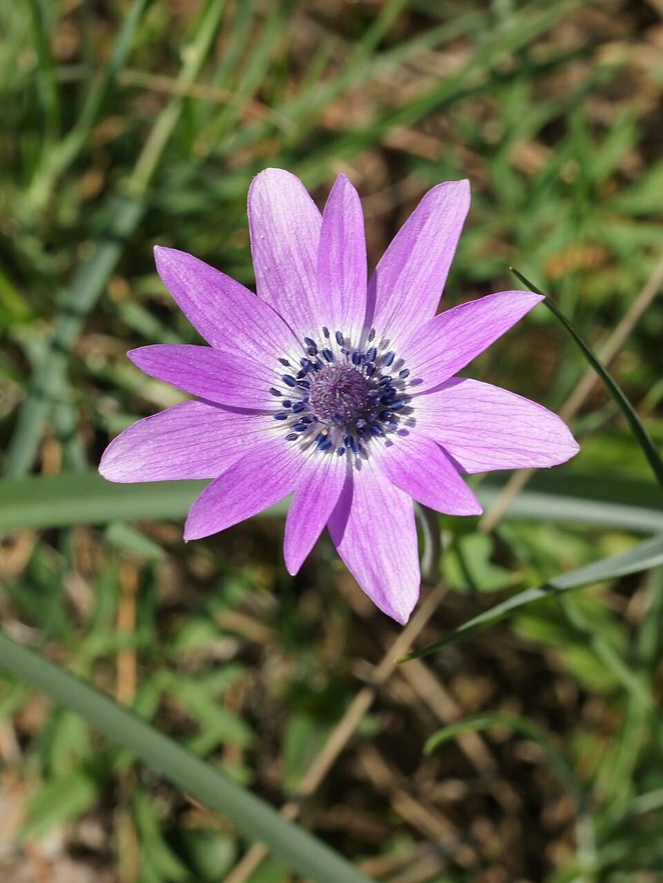 Anemone stellata
