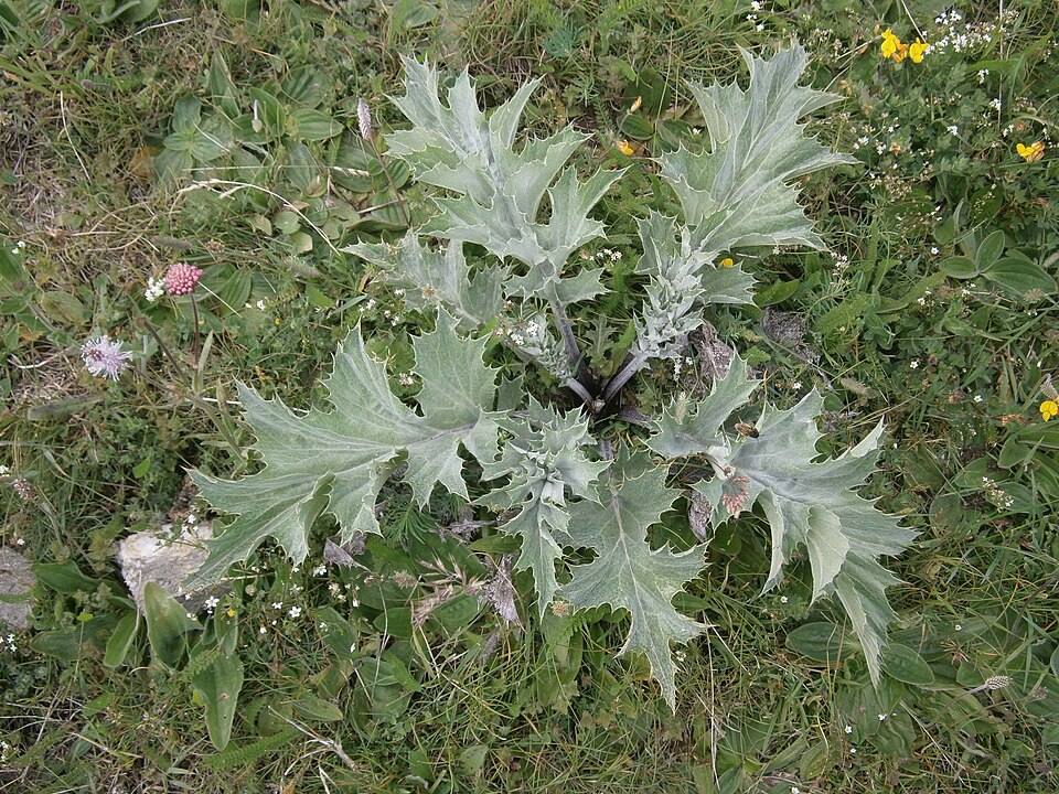 Carlina