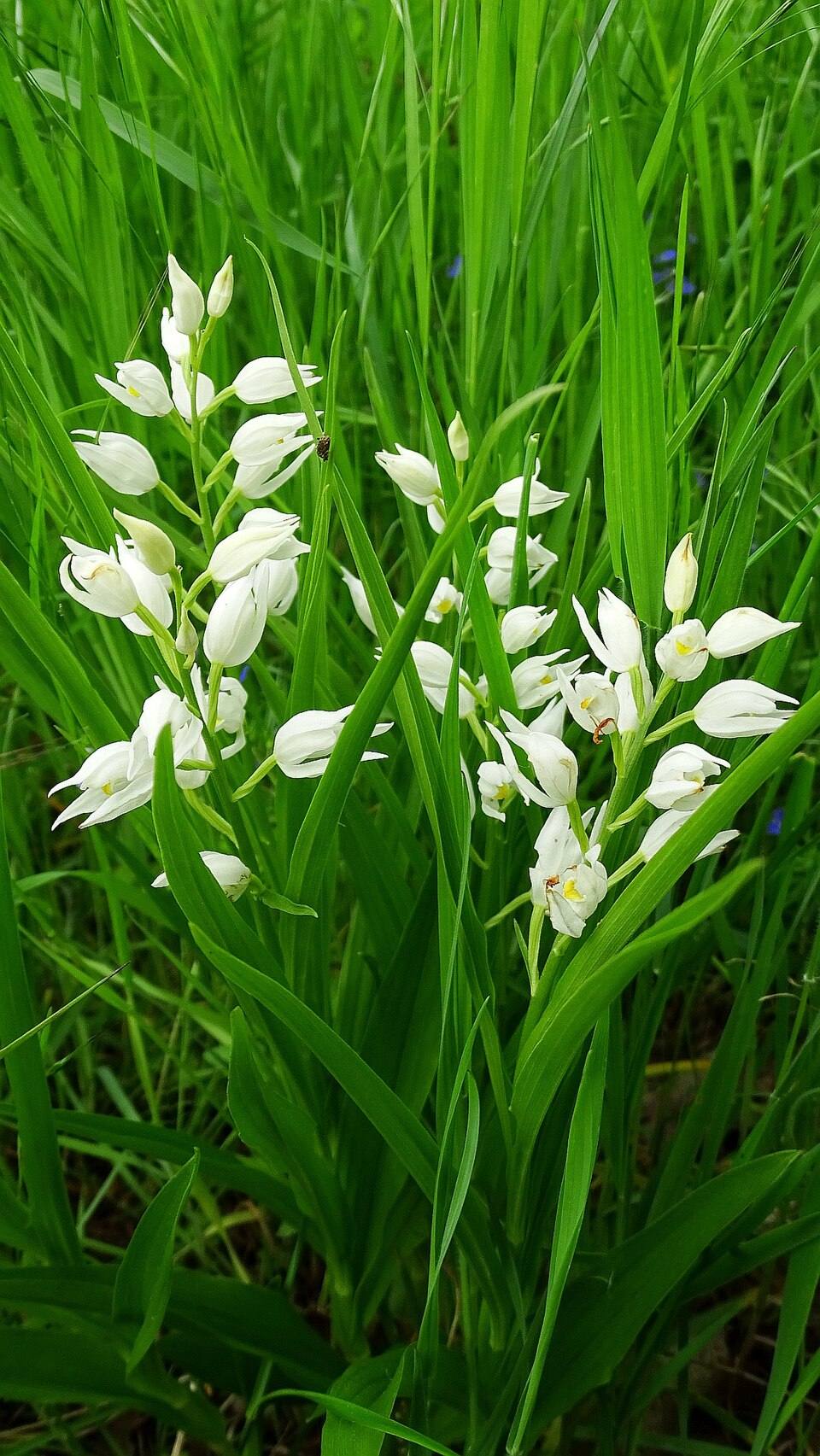 Cefalantera