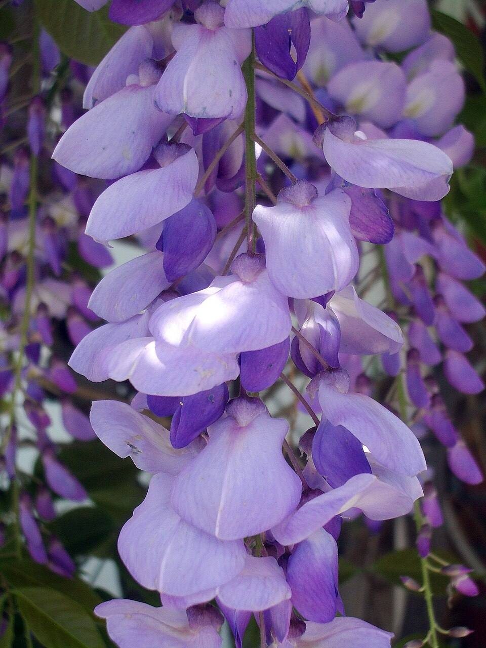 Glicine