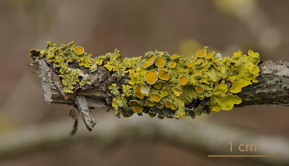 Lichene