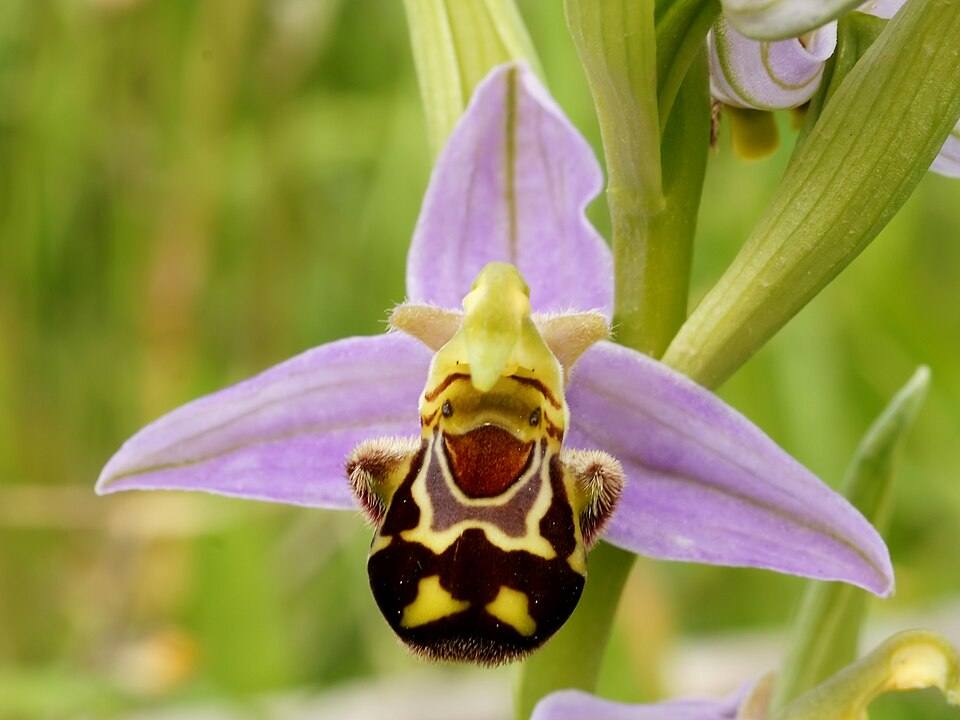 Orchidea fior d'ape