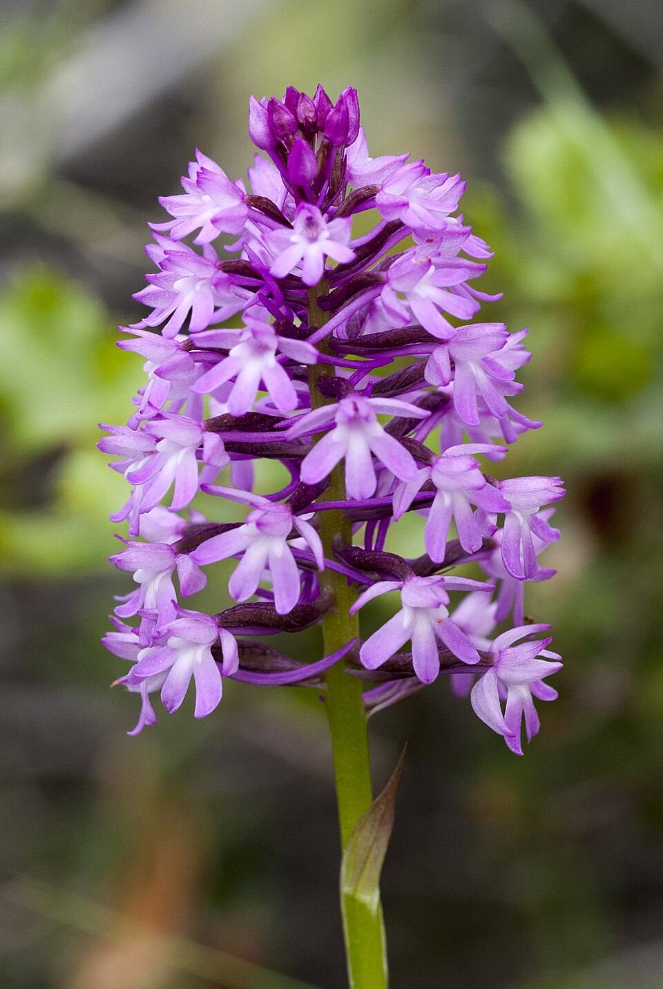 Orchidee selvatiche