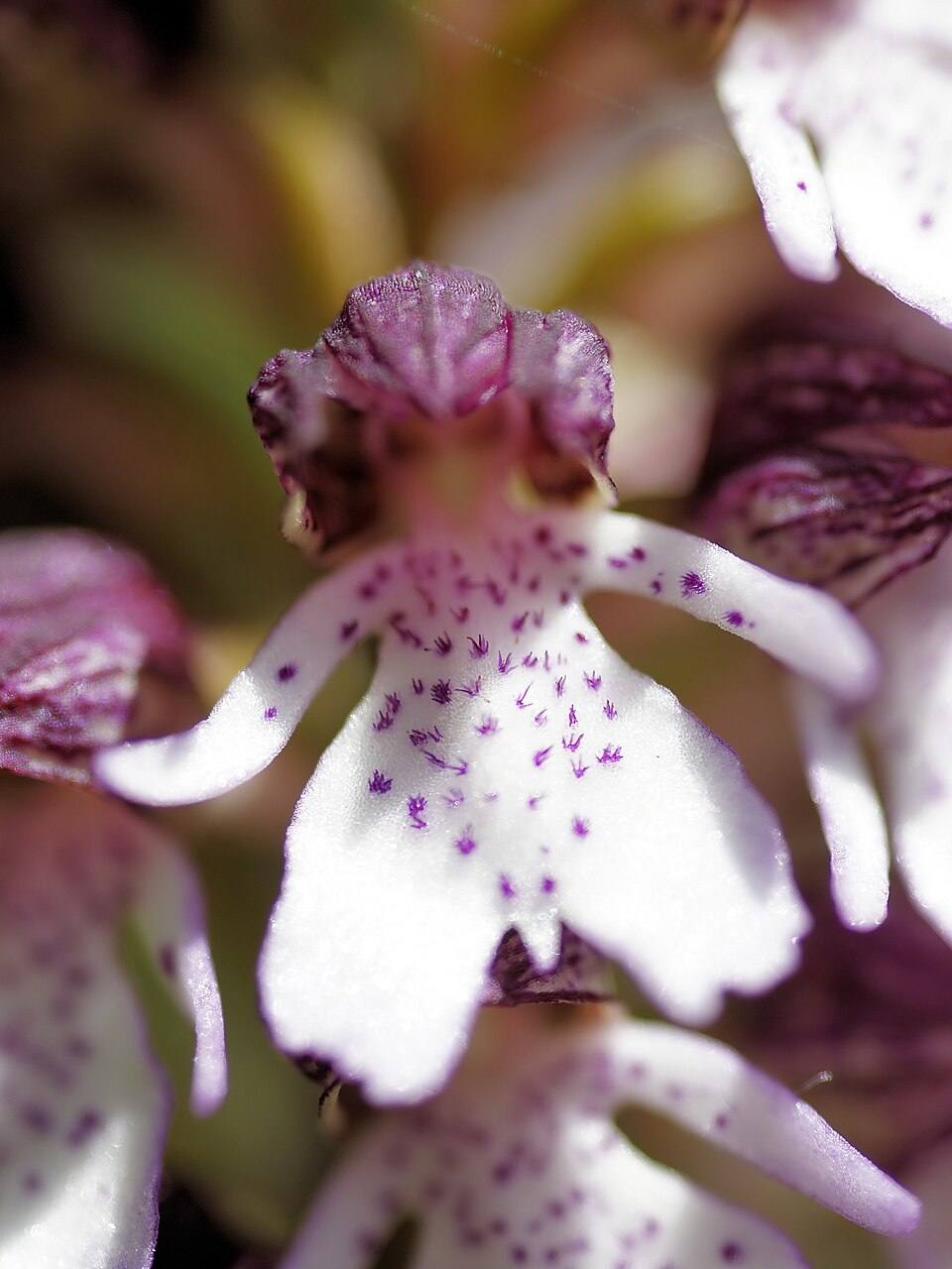 Orchidee spontanee