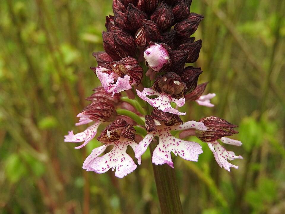 Orchidea maggiore
