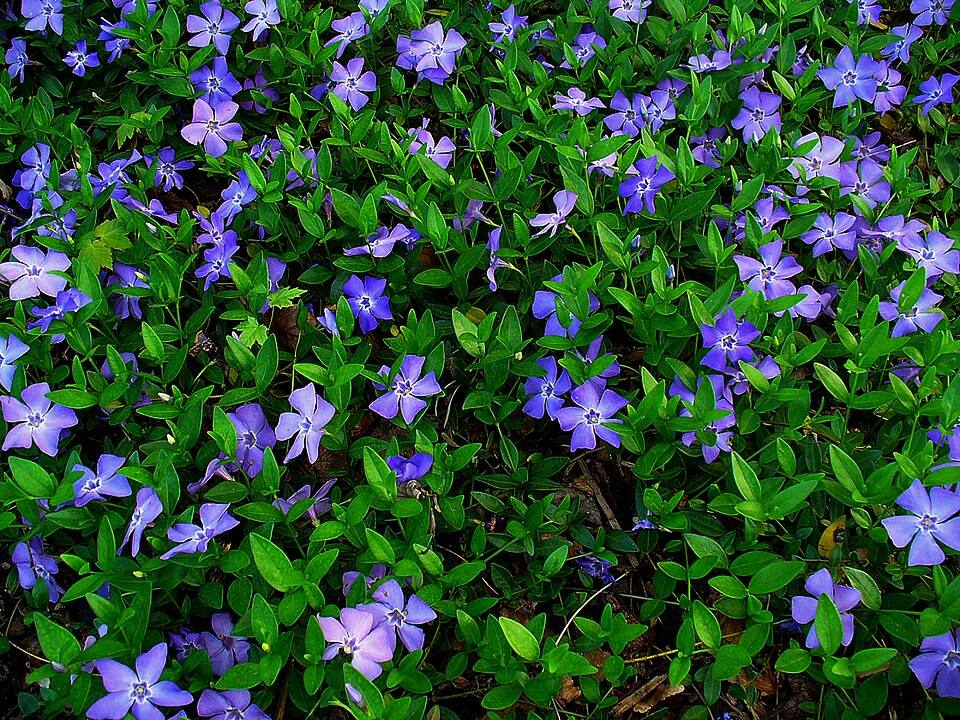 Pervinca