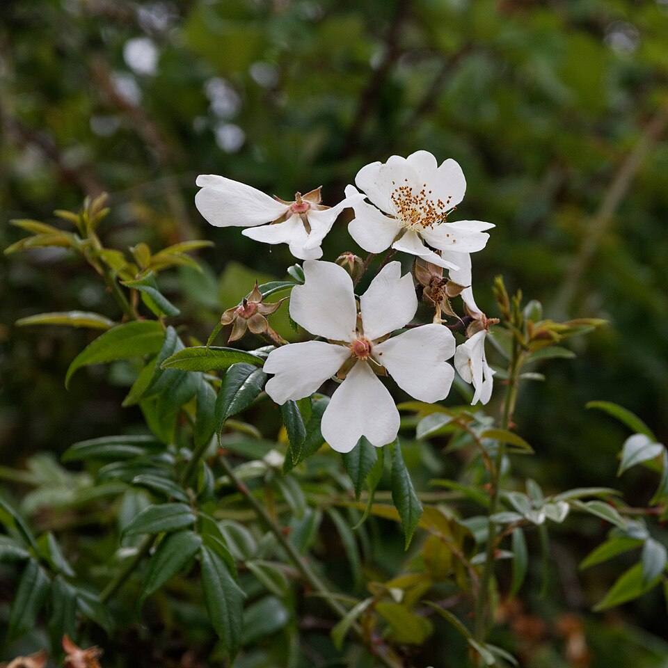 Rosa rampicante