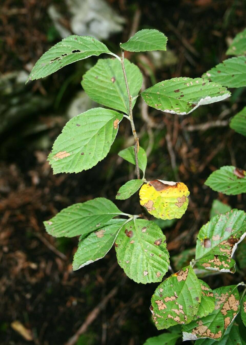 Sorbo montano